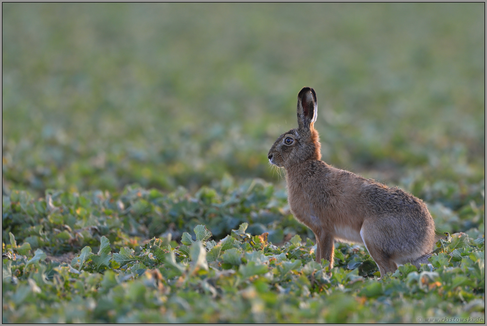 es wird Frühling... Feldhase *Lepus europaeus*