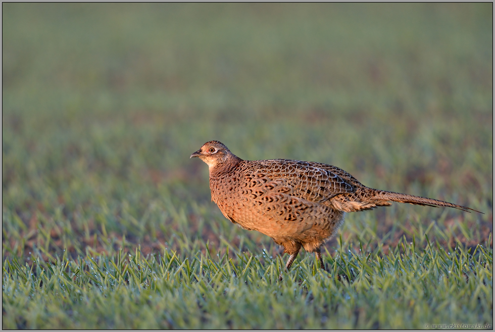 die Henne... Jagdfasan *Phasianus colchicus*