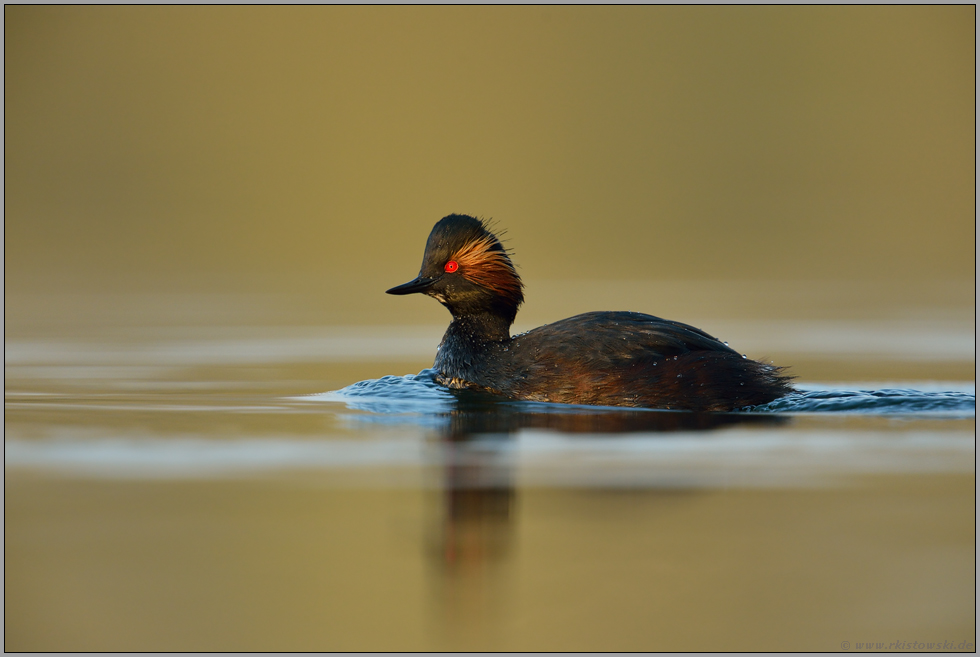 Vorfreude... Schwarzhalstaucher *Podiceps nigricollis*