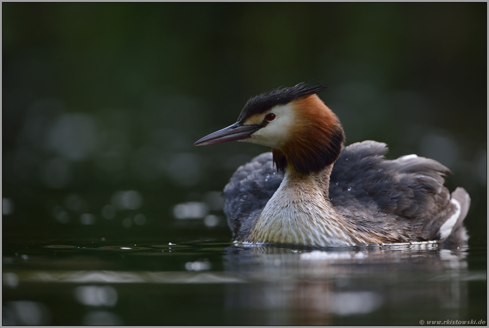 Mutterschiff... Haubentaucher *Podiceps cristatus*