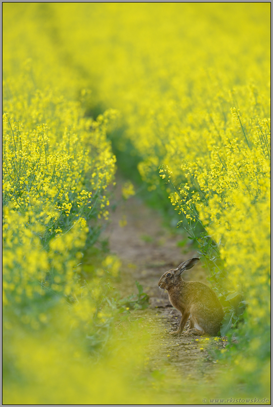 inmitten von Rapsblüten... Feldhase *Lepus europaeus*