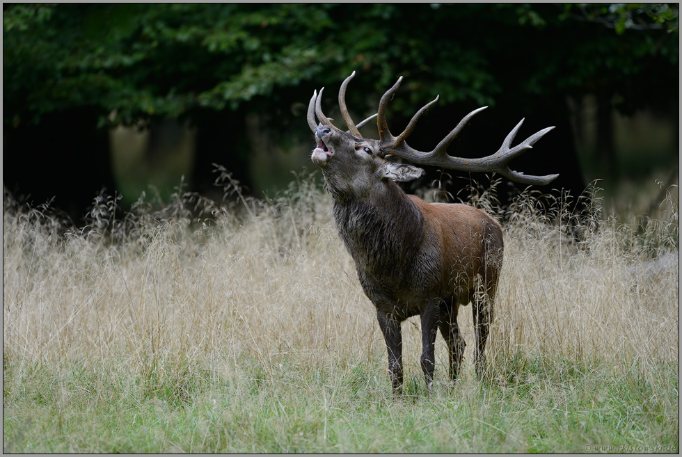 Brunftzeit... Rothirsch *Cervus elaphus*