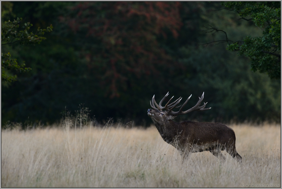 leuchtende Kerzen...  Rothirsch *Cervus elaphus*