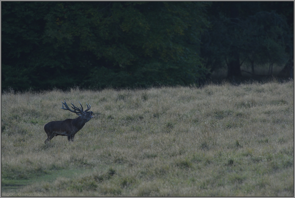bei fortgeschrittener Dämmerung... Rothirsch *Cervus elaphus*