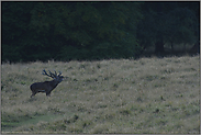 bei fortgeschrittener Dämmerung...  Rothirsch *Cervus elaphus*