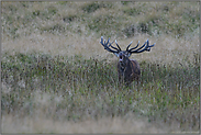 gib' mir ein "o"... Rothirsch *Cervus elaphus*