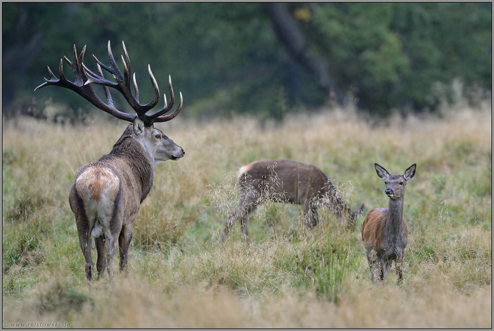 der Herr und sein Rudel...  Rothirsch *Cervus elaphus*