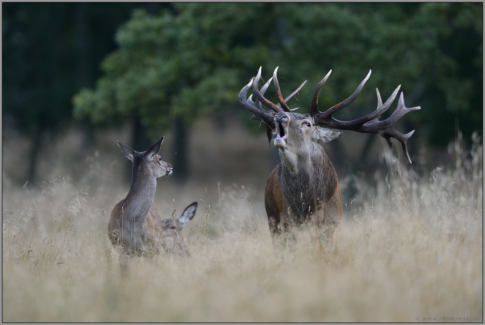 der Brunftschrei... Rothirsch *Cervus elaphus*