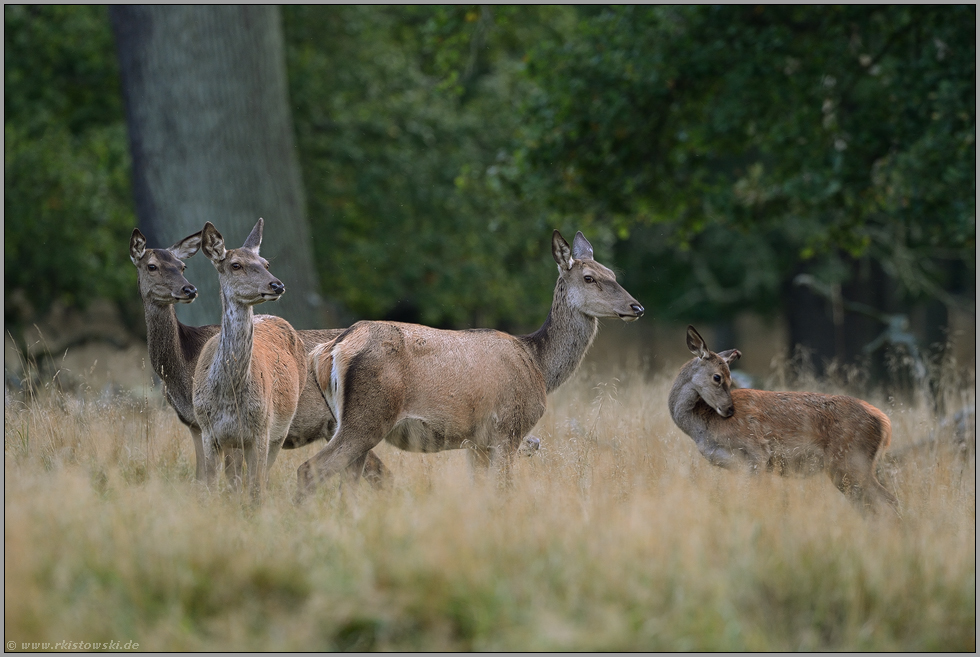 das Kahlwild... Rotwild *Cervus elaphus*