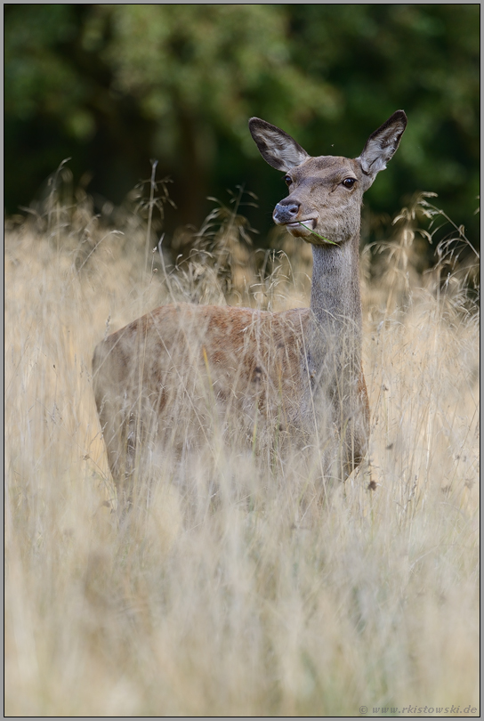 die Frau vom Rothirsch... Rotwild *Cervus elaphus*