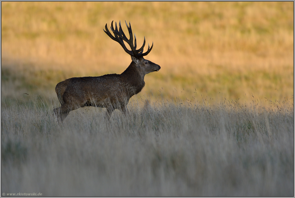 Abendlicht... Rothirsch *Cervus elaphus*