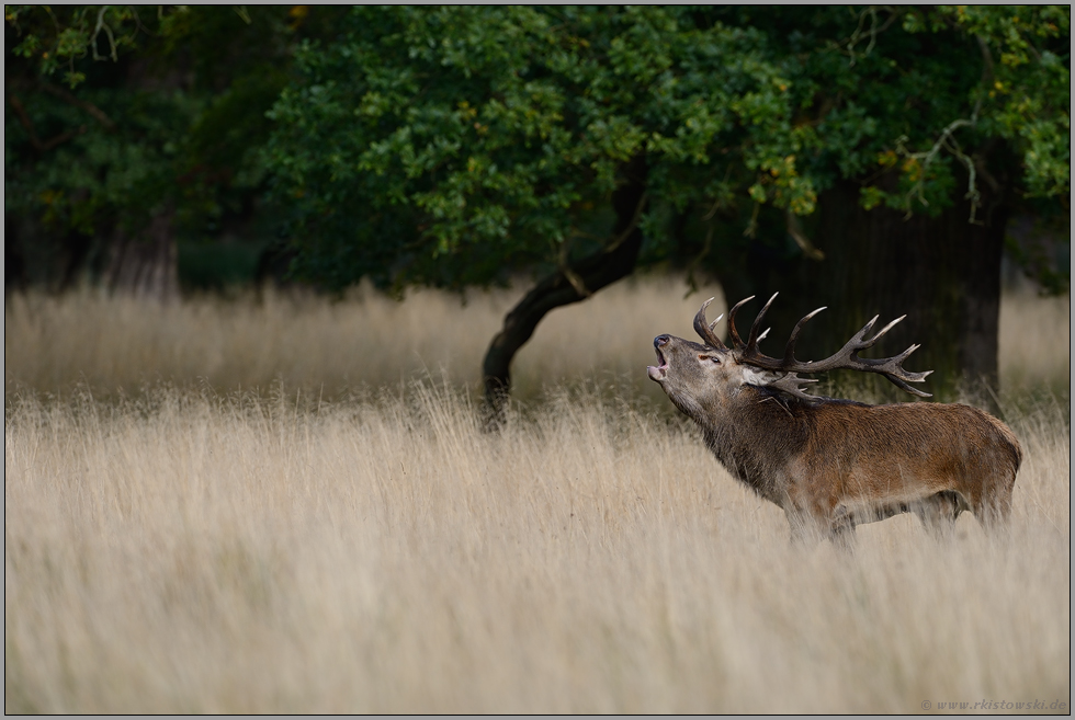 in offener, weiter Landschaft... Rothirsch *Cervus elaphus*