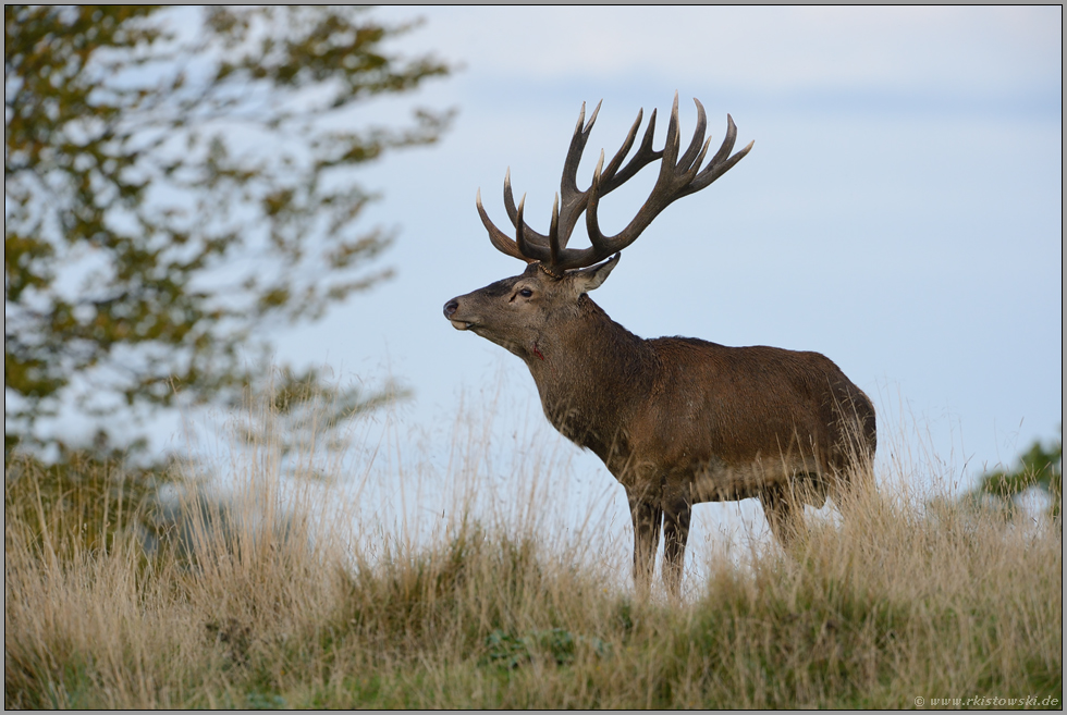 geschlagen... Rothirsch *Cervus elaphus*