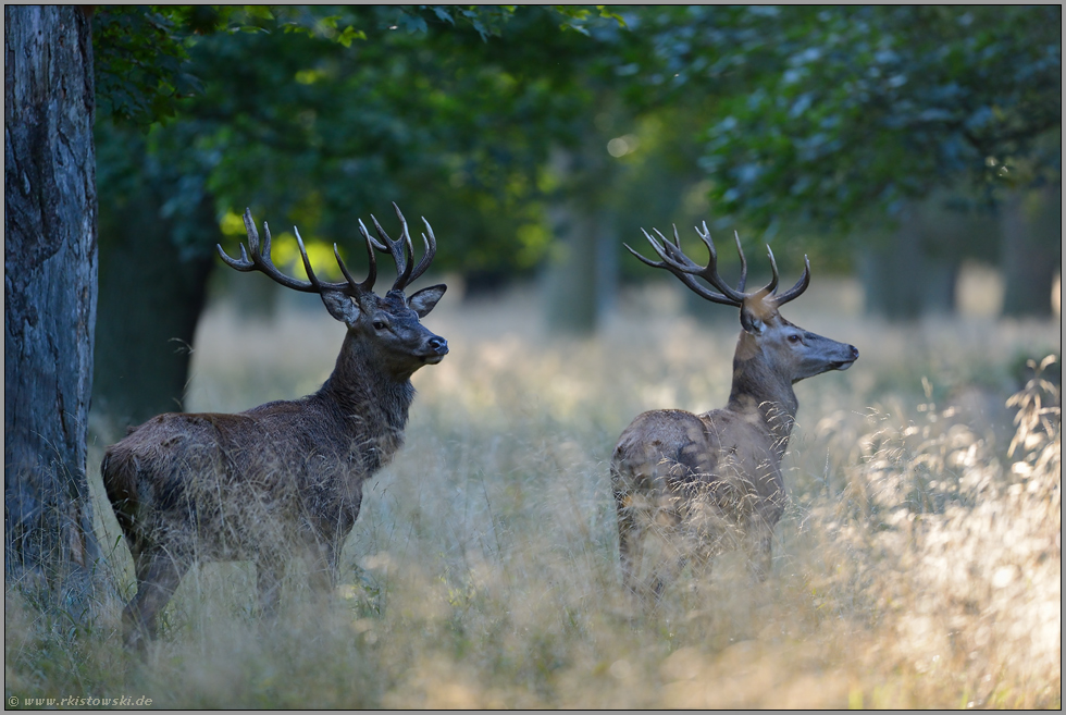 die Junggesellen... Rotwild *Cervus elaphus*