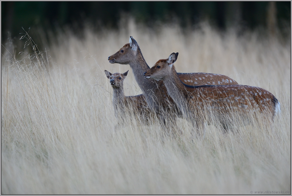 das Sikakahlwild... Sikahirsch *Cervus nippon*