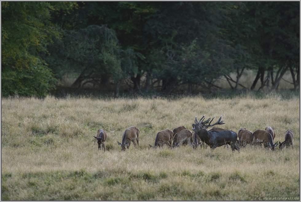 der Hirsch und sein Rudel... Rotwild *Cervus elaphus*