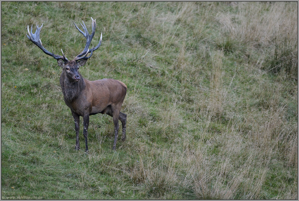 gespannter Blick... Rothirsch *Cervus elaphus*