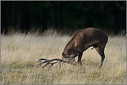 Brunftverhalten... Rothirsch *Cervus elaphus*