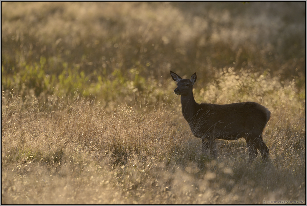 im Gegenlicht... Rotwild *Cervus elaphus*