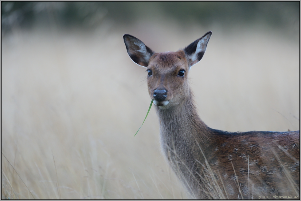 fein gezeichnet... Sikahirsch *Cervus nippon*