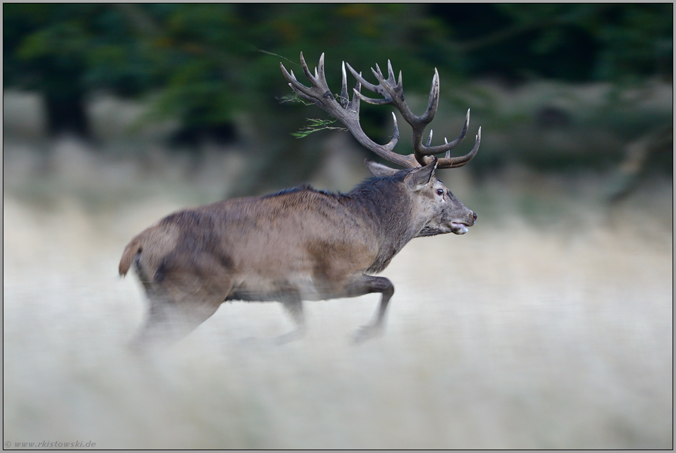 der Aufpasser... Rothirsch *Cervus elaphus*