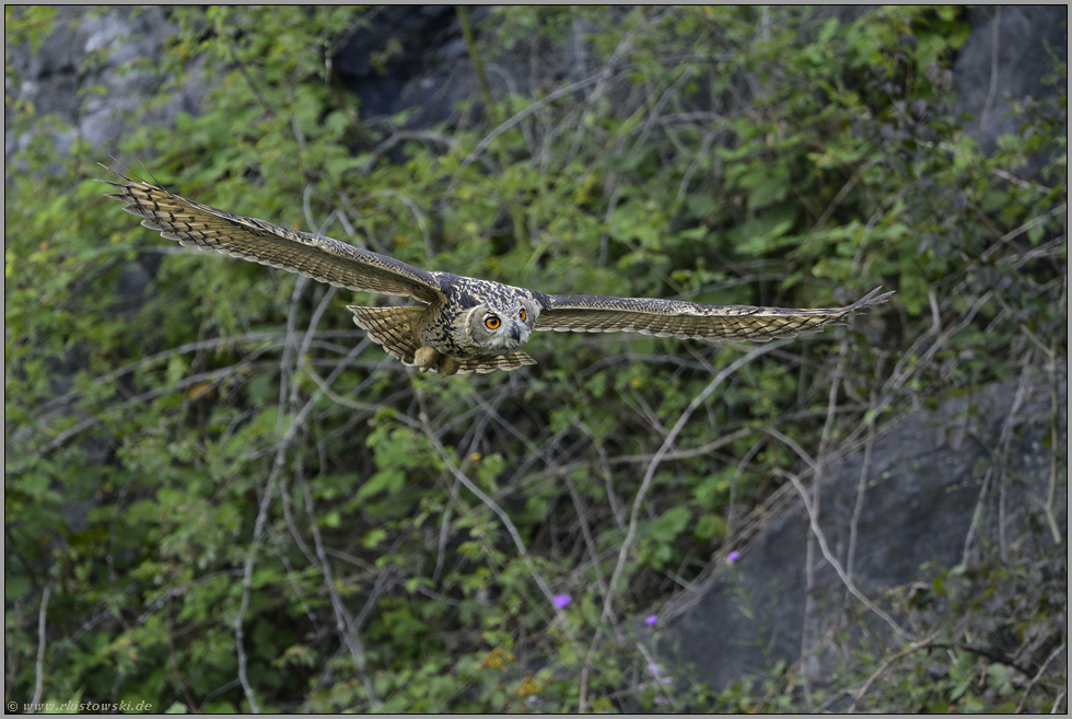 im Gleitflug... Europäischer Uhu 