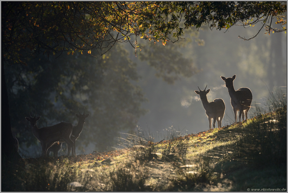 Herbstfrische... Damwild *Dama dama*