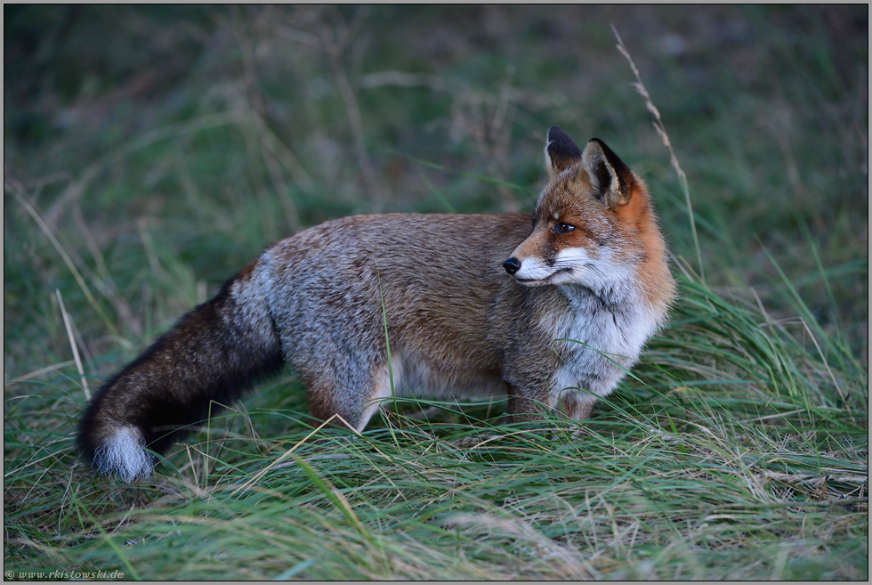 zur Dämmerung... Rotfuchs *Vulpes vulpes*