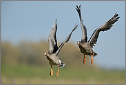 im Anflug... Blässgänse *Anser albifrons*