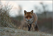 neugierige Blicke... Rotfuchs *Vulpes vulpes*