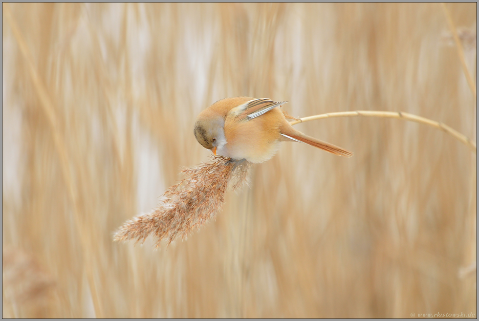 im Ried... Bartmeise *Panurus biarmicus*