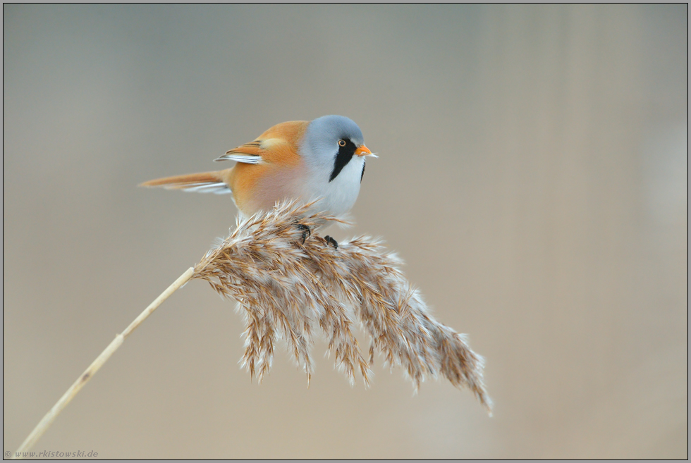 der Bartmeisenmann... Bartmeise *Panurus biarmicus*