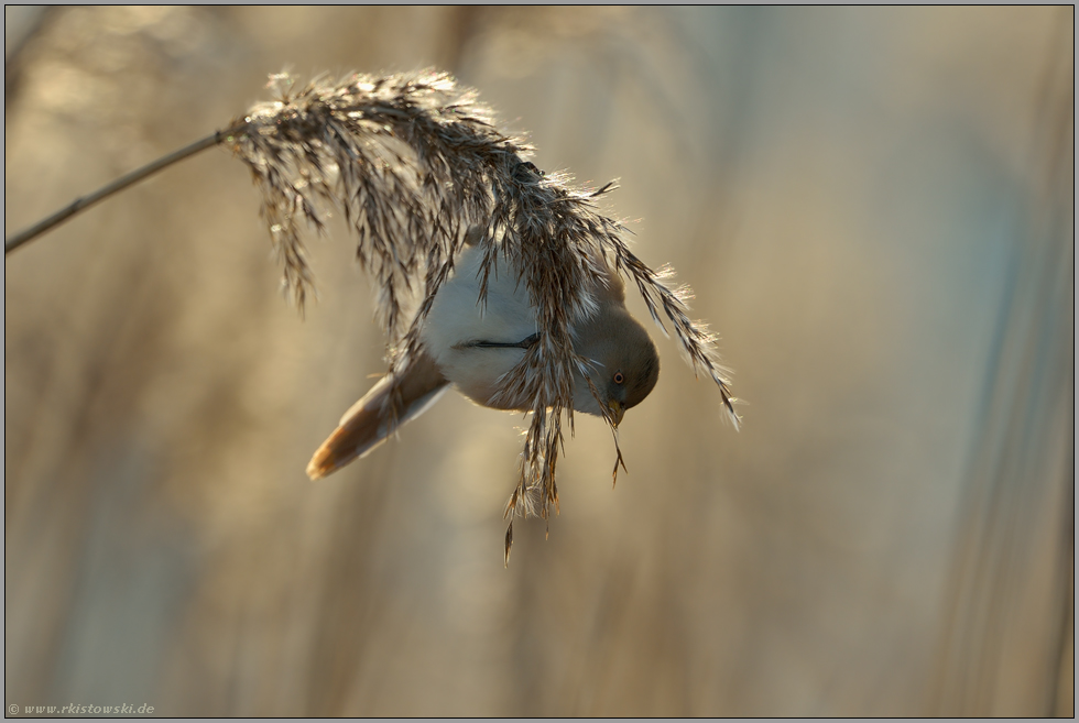 im Gegenlicht... Bartmeise *Panurus biarmicus*