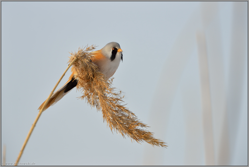 gefährdet... Bartmeise *Panurus biarmicus*