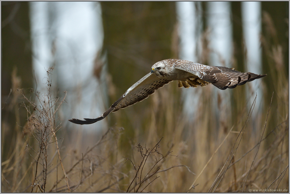 auf Beutesuche am Waldrand... Mäusebussard *Buteo buteo*