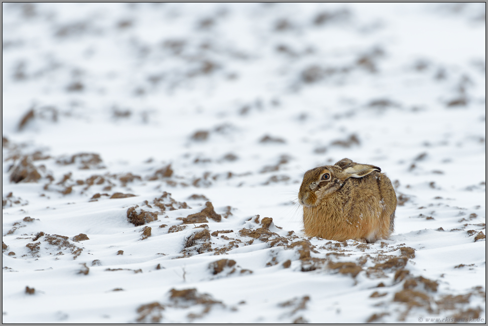 auf besseres Wetter hoffend... Feldhase *Lepus europaeus*