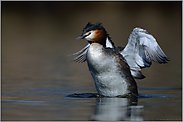 bitte einmal lüften... Haubentaucher *Podiceps cristatus*