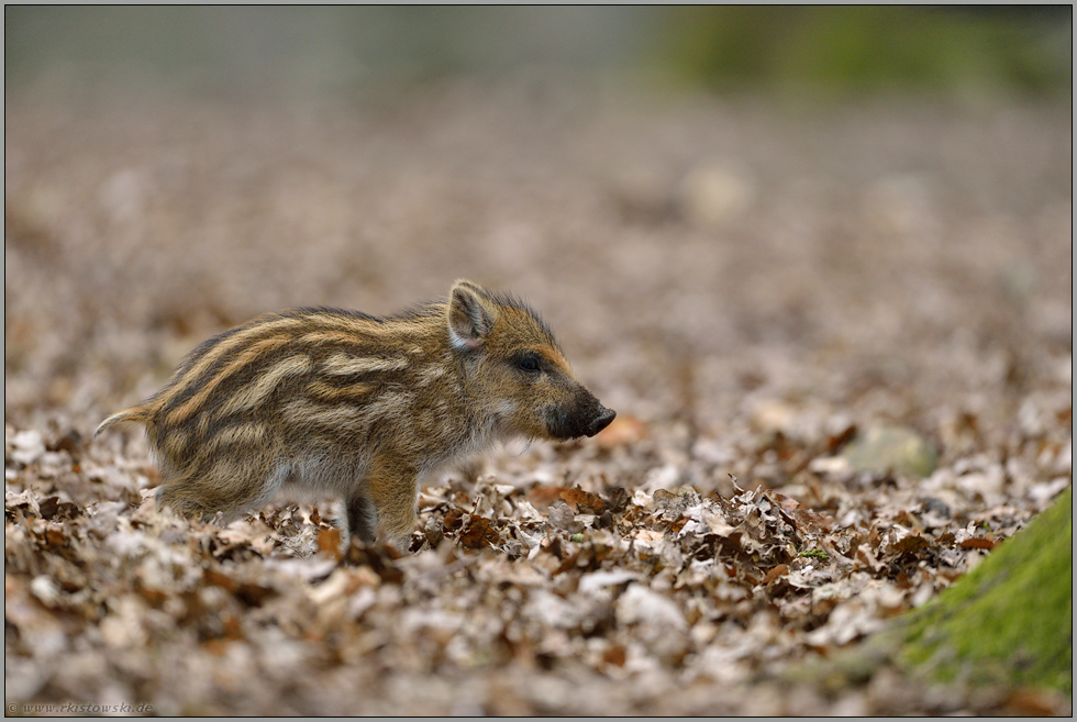 ein Ferkel... Wildschwein *Sus scrofa*