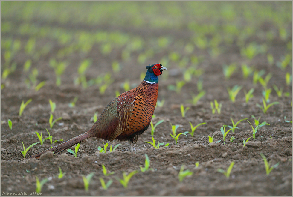 der Mais sprießt... Jagdfasan *Phasianus colchicus*