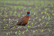 der Mais sprießt... Jagdfasan *Phasianus colchicus*