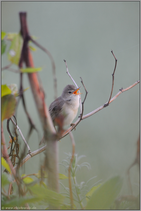 fleißiger Sänger... Sumpfrohrsänger *Acrocephalus palustris*