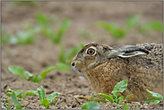 nah dran... Feldhase *Lepus europaeus*