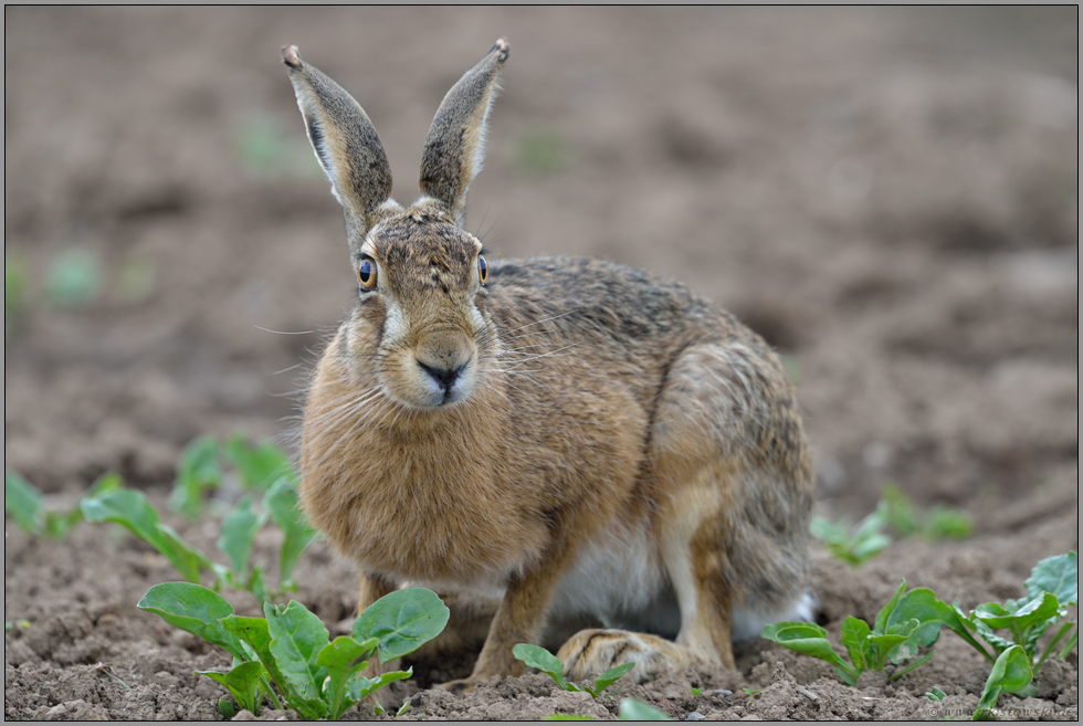 Rundumblick... Feldhase *Lepus europaeus *