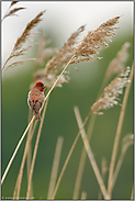 seltener Anblick... Karmingimpel *Carpodacus erythrinus*