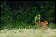 Perückenbock... Rehbock *Capreolus capreolus*