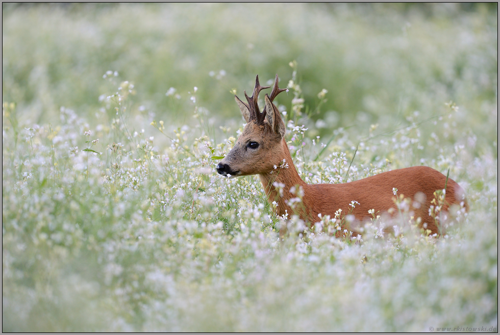 im Blütenmeer... Rehbock *Capreolus capreolus*