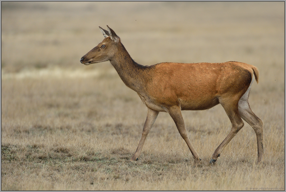 ein weiblicher Hirsch... Rottier *Cervus elaphus*