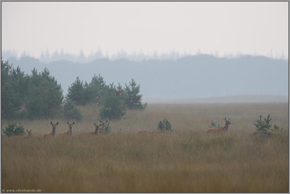 das Kahlwildrudel... Rotwild *Cervus elaphus*