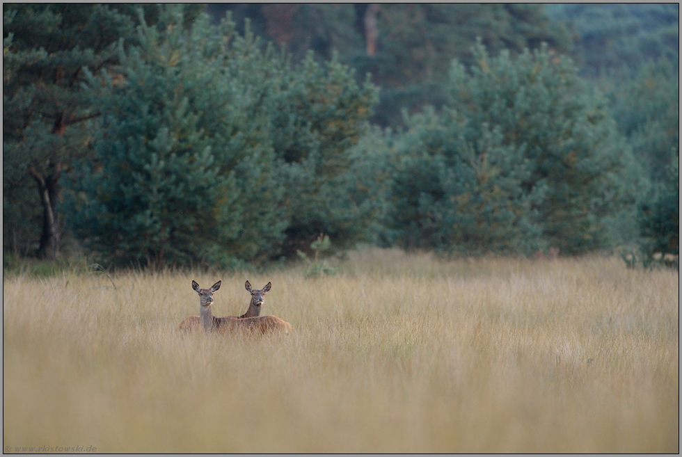 zur Dämmerung... Rotwild *Cervus elaphus*