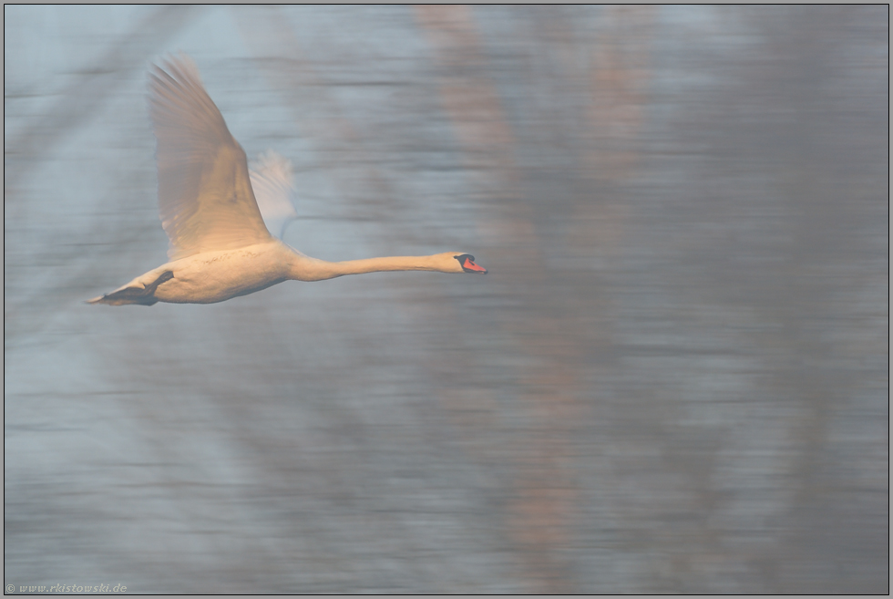 Schwanenflug... Höckerschwan *Cygnus olor*